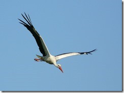 798px-White_Stork_Glider